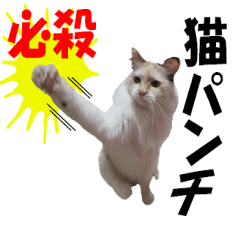 Rescue Cats Line Stickers Line Store Rescue Cats Line Stickers Line Store
