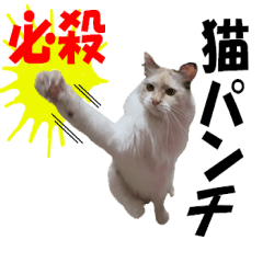 Rescue Cats Line Stickers Line Store