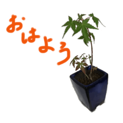 Maple bonsai character sticker.