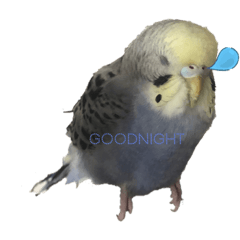 tomomi_20210131114533