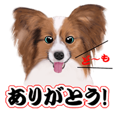 dog too cute
