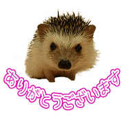 MOCOOCHIK'S Sticker