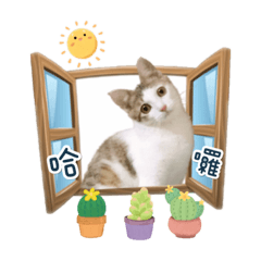 生活日常喵星人❤️