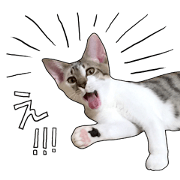 Judy's Healthy cats