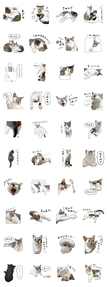 Judy's Healthy cats