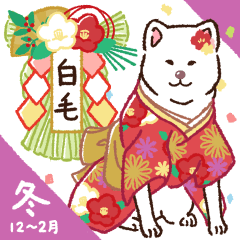 Akita dogs in winter [WHITE-HAIRED] No.1