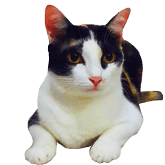 Samsy : Three Colored Cat Pop-Up