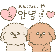 Toy Poodle Korean and Japanese
