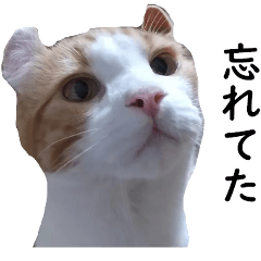 Scottish Fold&Americancurl sticker5