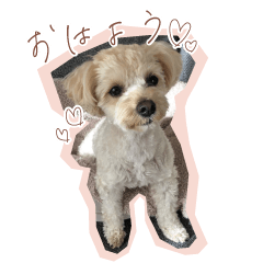 Maltipoo Purin-chan Daily life&every day