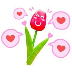 ดอกทิวลิปแดง หมายถึง ความมั่นคงในความรัก
