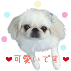 Real DOG White Pekingese -SORA-