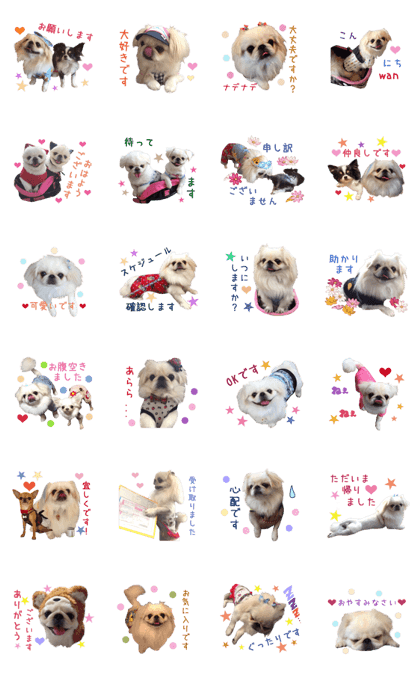 Real DOG White Pekingese -SORA-