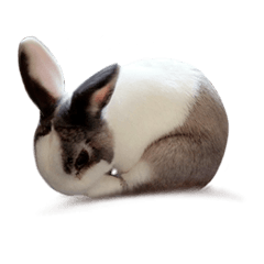 Pet Rabbit - Goling