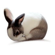 Pet Rabbit - Goling