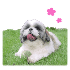 シーズーのチップちゃん Line スタンプ Line Store