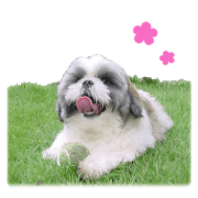CHIP Sticker