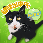Taiwan Cute Cats!