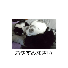 catfamily_20210131221858