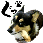 BlackCorgi MATTY