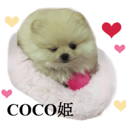 Real DOG Pomeranian-COCO-