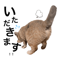 maple_20210131222150