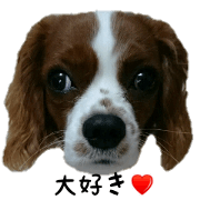maya dog2