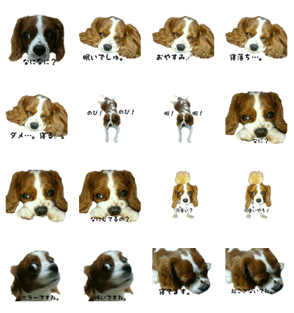 maya dog2