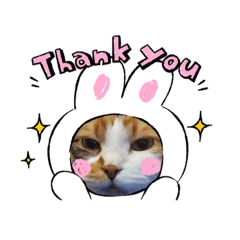 我家的三花貓-阿毛