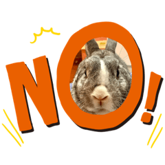 有一隻叫阿莫的兔子