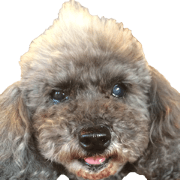 Sleepy toypoodle.