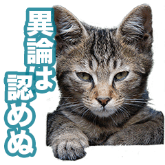 Cat Photo Sticker Type01