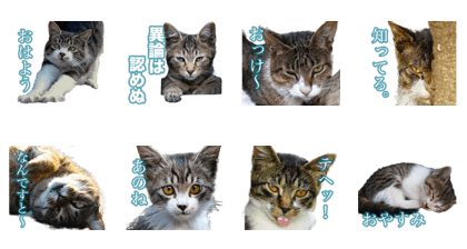 Cat Photo Sticker Type01