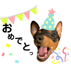 ピンシャーグリュック①ハーフbirthday記念