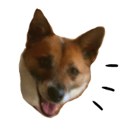 Shiba Shepherd MIXDOG STAMP