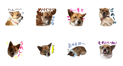 Shiba Shepherd MIXDOG STAMP