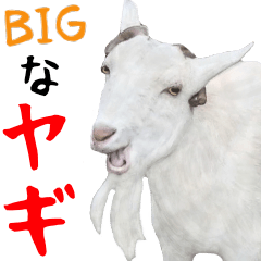 It is a big goat