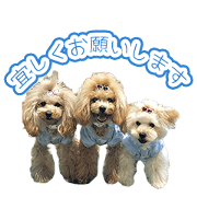 Petit Poodle's Sticker
