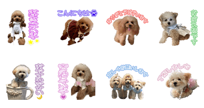 Petit Poodle's Sticker