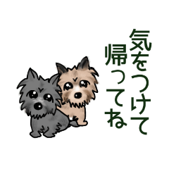 Two cute Cairn Terrier dogs