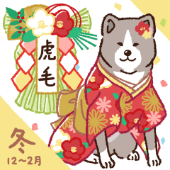 Akita dogs in winter [SILVER-BRINDLE] 1