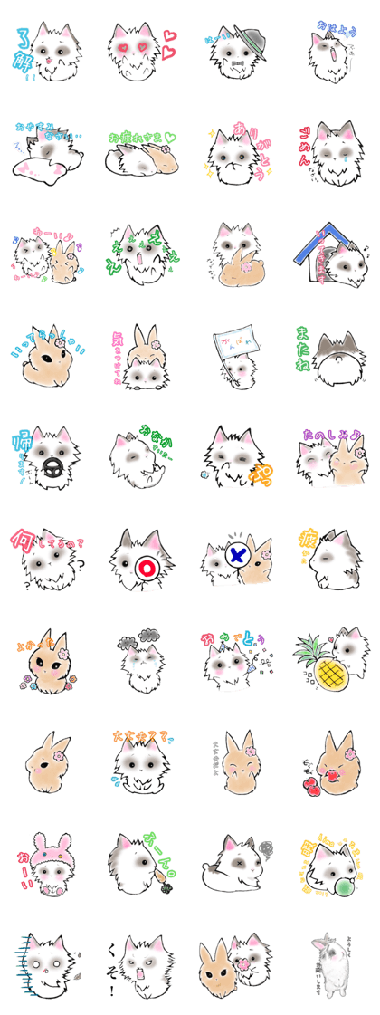 CHANTA of rabbit