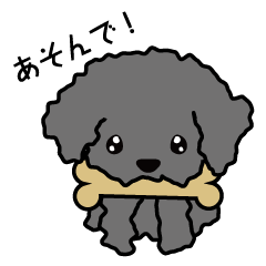 toy poodle/Black
