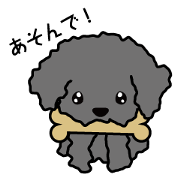 toy poodle/Black