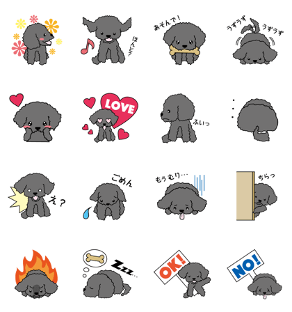 toy poodle/Black