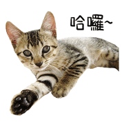 Meow Meow Living Diary