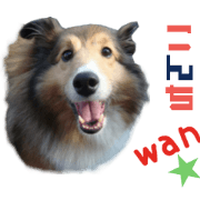 Real DOG Sherty