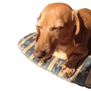 Dachshund chan
