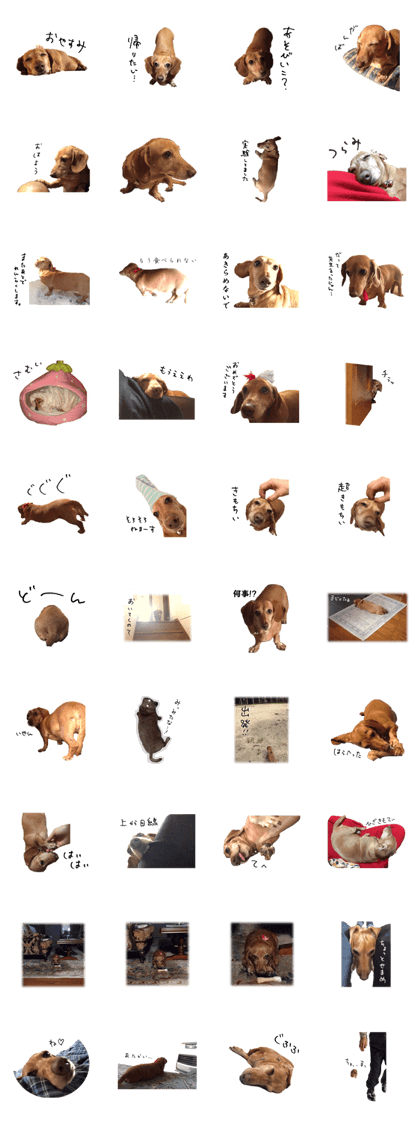 Dachshund chan