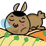 Pompom rabbits daily
